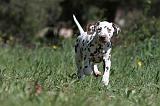 DALMATIEN 086